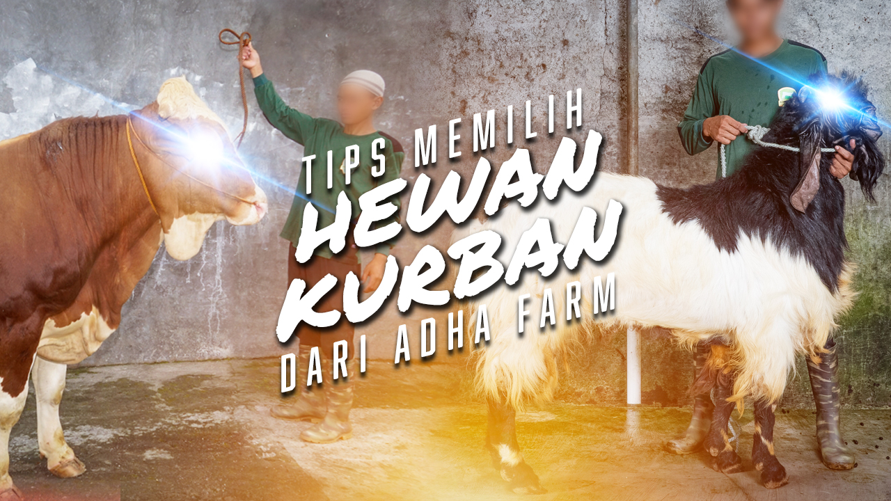 Tips Memilih Hewan Kurban Dari Adha Farm